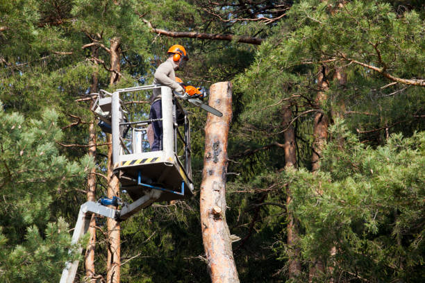 Arborist Avalon